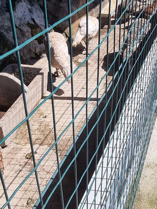 Peruas novas a pôr.