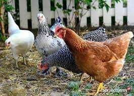 Kury NIOSKI z wolnego wybiegu ! Rosa Messa Tetra Leghorn ! Dowóz !