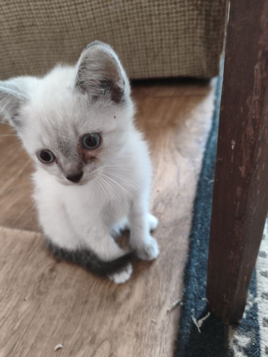 Віддам хороші руки кошенят