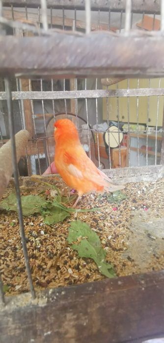 Kanaki z hodowli gloster  harceński