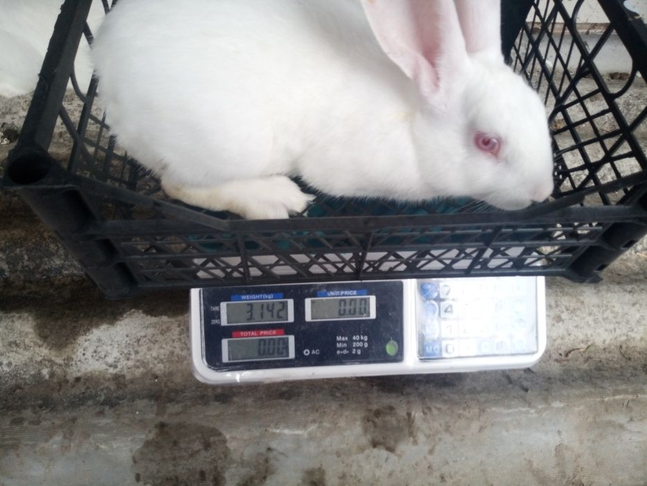 Термонська біла самці