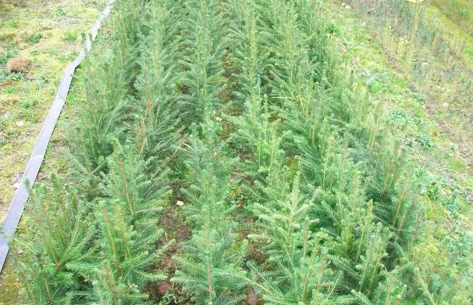 Sadzonki Świerka Pospolity ! swierk srebrny ! serbski ! zwykły choinki