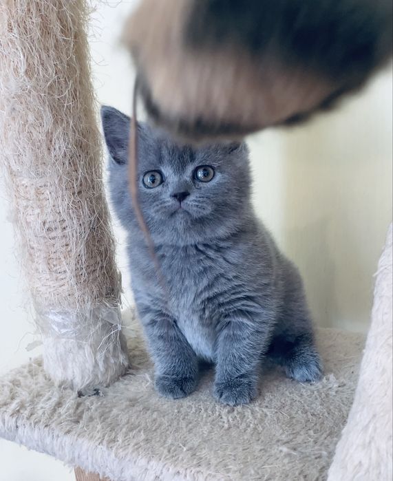 Шотландочка страйточка