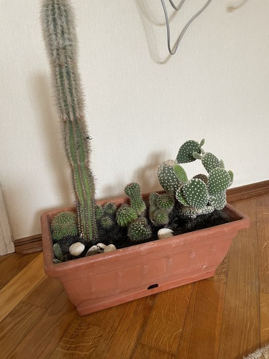 Кактуси сукуленти