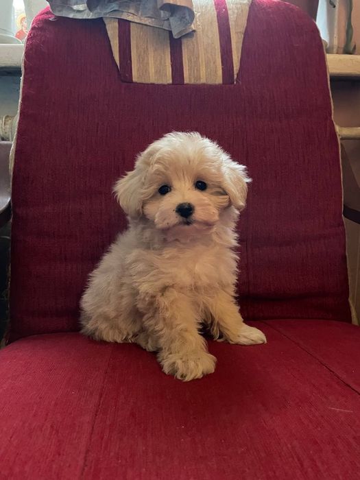 Щенок мальтипу ф1