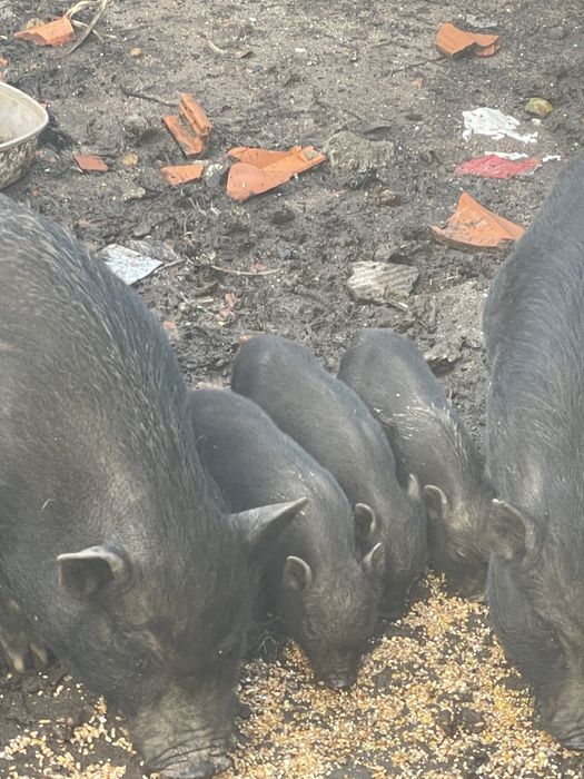 Porcos anões para venda