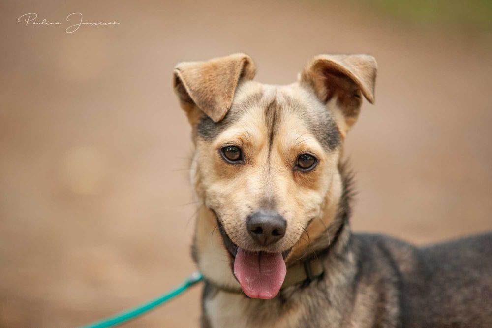 Malutki, słodki Fido marznie w schronisku!