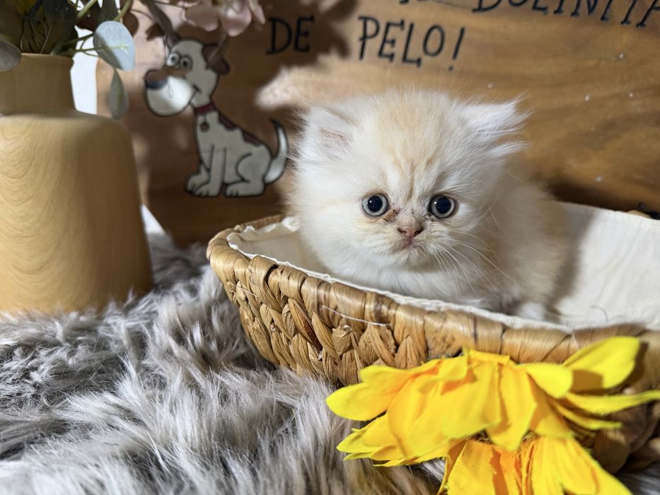 Gato persa menino