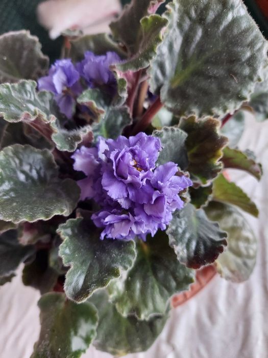 Фіалка синенька кучерява