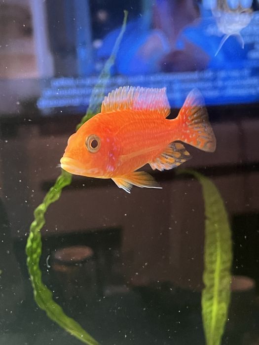 Samce Malawi sciaenochromis fryeri  alunocara fire fish