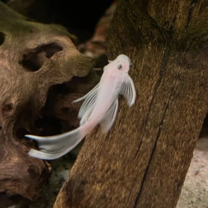 Ancistrus Snow White Long Fin