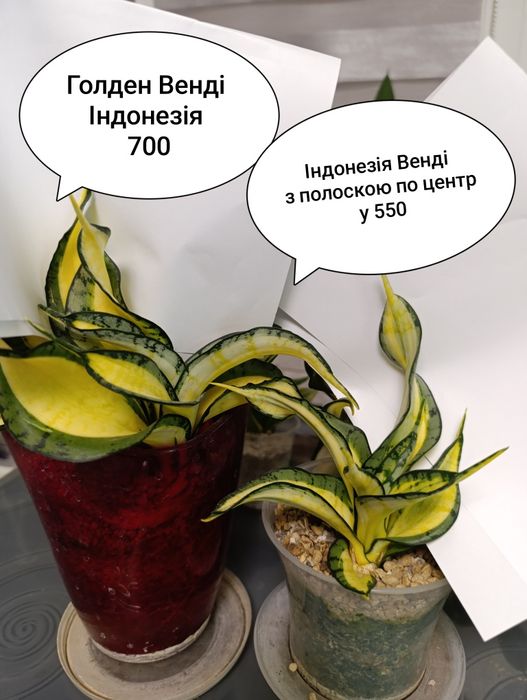 Сансевьера свірлз Сіра Індонезія Медіопікта Блек Драгон