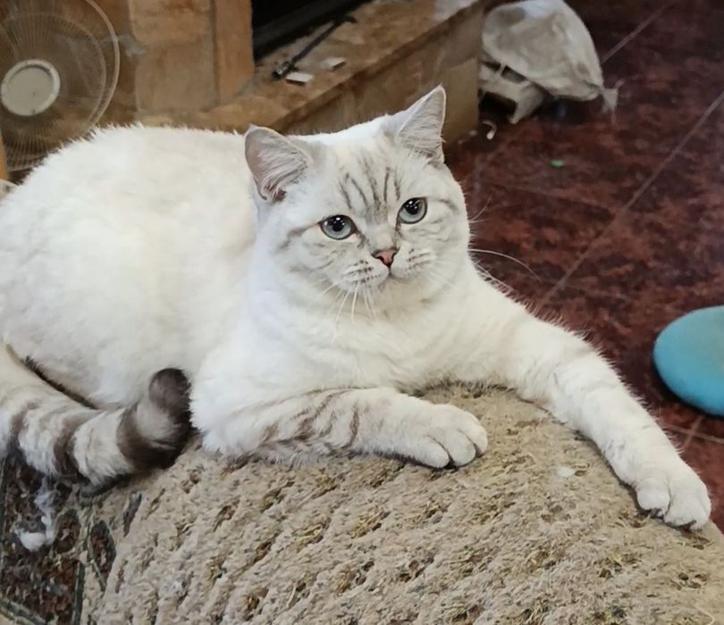 Мальчик шиншилла поинт