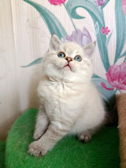 Шотландский котенок ищет семью