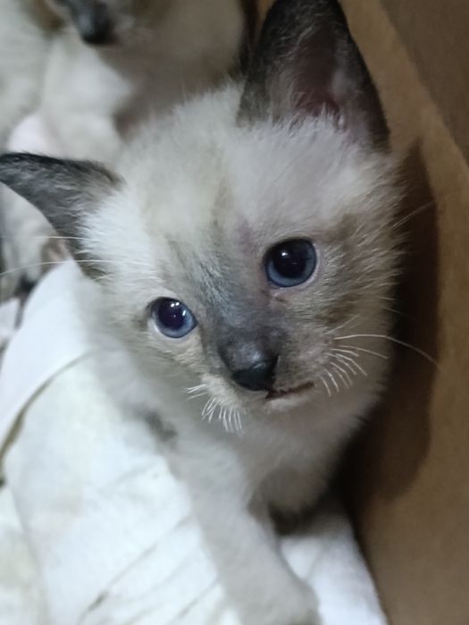 Кошенята меконгського бобтейла