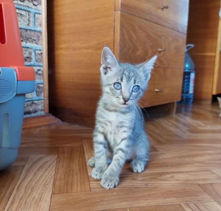 Котенок в добрые руки