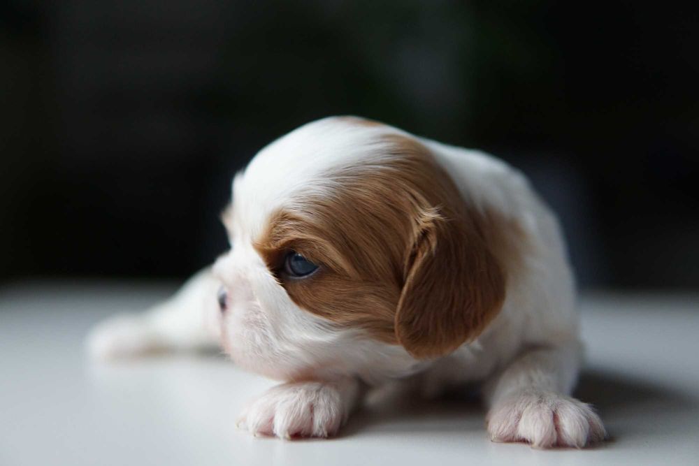 Szczeniaczek Cavalier King Charles Spaniel