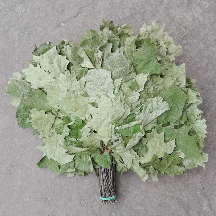 Банні віники. Канадський дуб депутатські. Одна подушка.Вищий сорт.