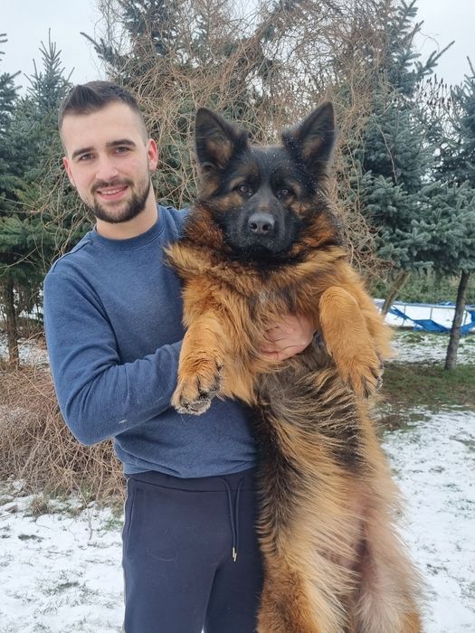 Owczarek Niemiecki Długowłosy SZCZENIAKI  - WIOSNA 2026 REZERWACJA