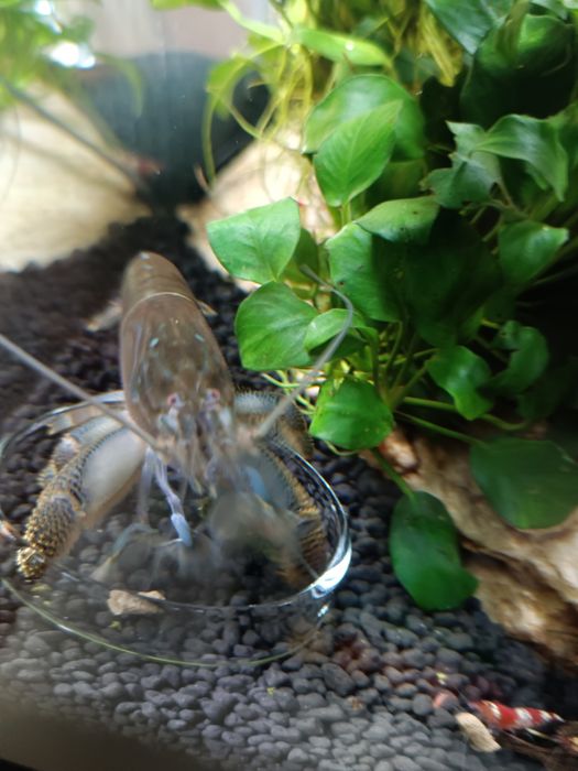 Duża zdrowa atya gabonensis  krewetka gabońska 10cm