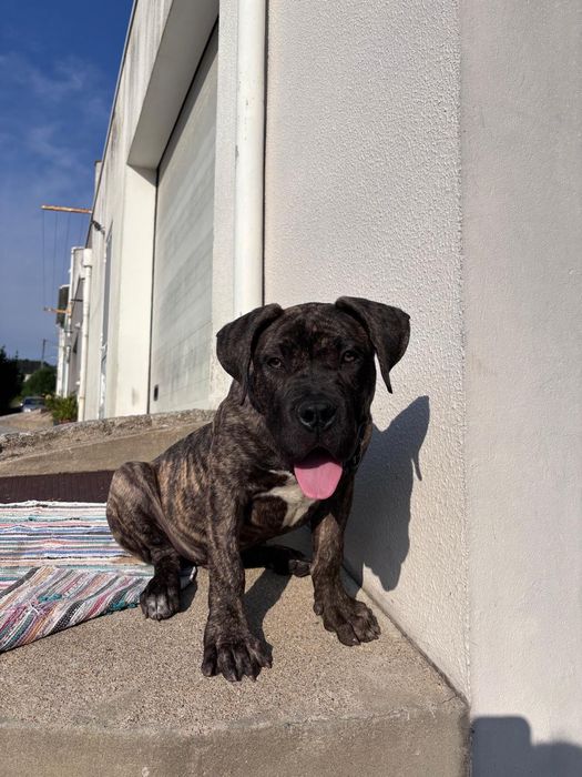 American Bully XL 5 meses