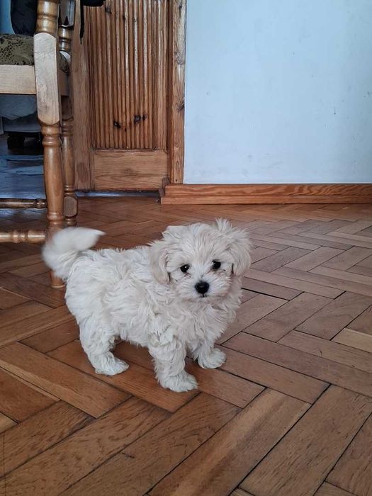 Maltipoo śliczne szczenięta