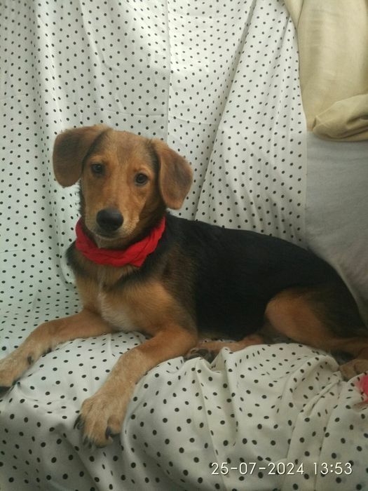 Метис охотника в добрые!