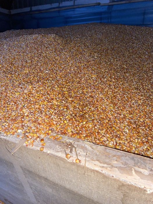 Якісна суха кукурудза, є доставка