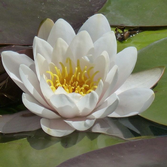 Nenufares " Nymphaea tetragona"