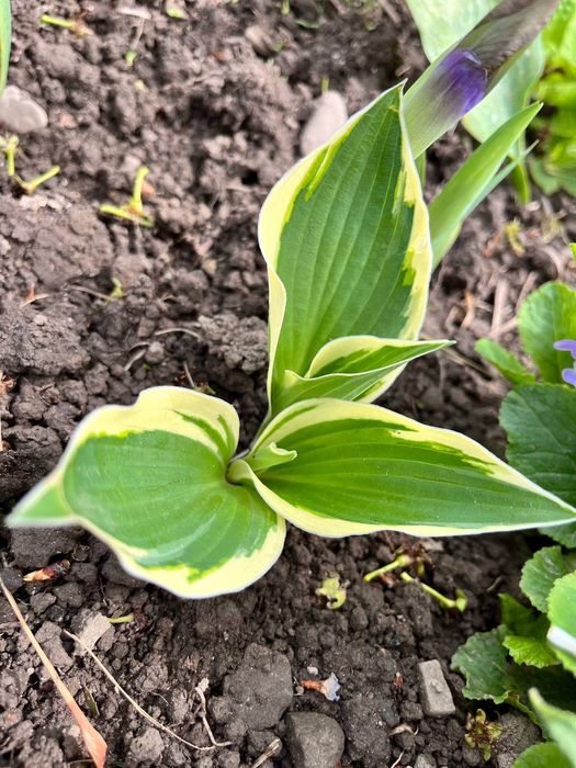 Хости та інші багаторічні рослини