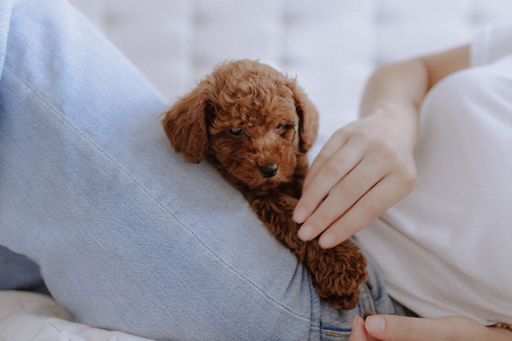 Poodle toy PREMIUM