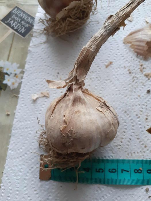 Harnaś na kg. Cena za kg 10. Klasa 1