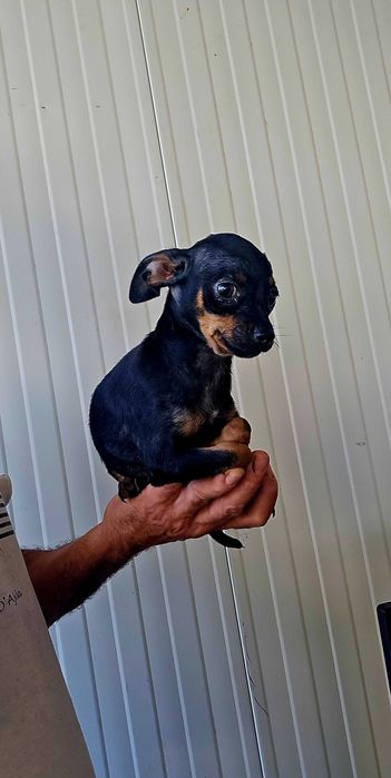 Pinscher Miniatura macho Preto Afogueado