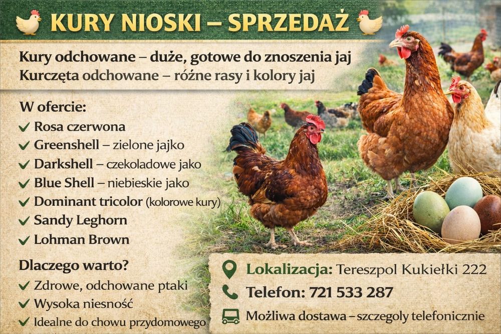 Kury na jajka Rosa plus kolory