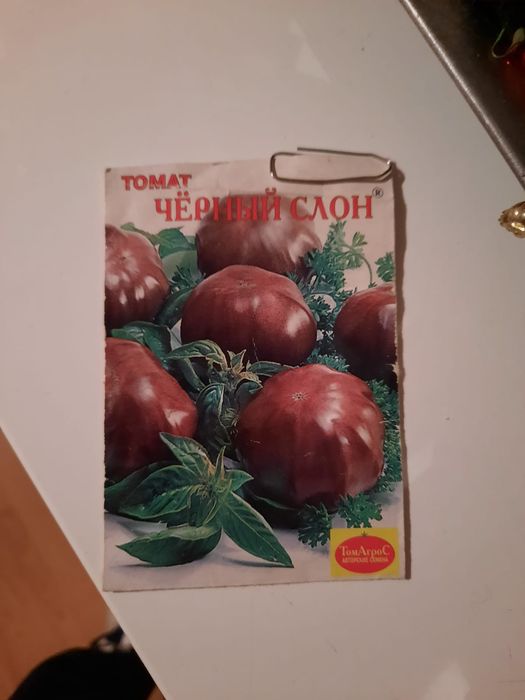 Nasiona pomidorów z Syberii