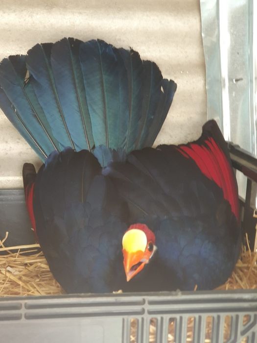 Turacos varias idades