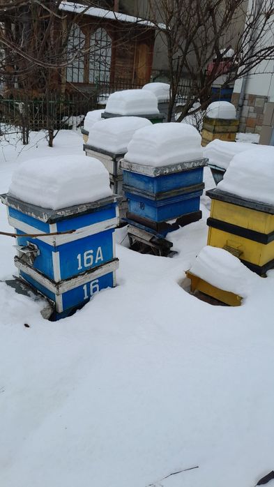 Вулики   Теребовля