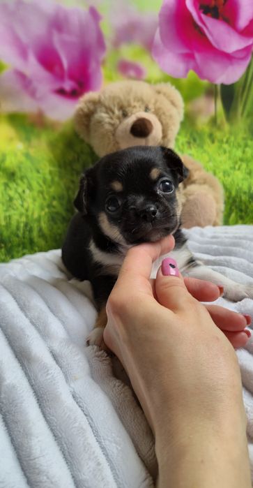 Uroczy chłopczyk chihuahua krótkowłosy