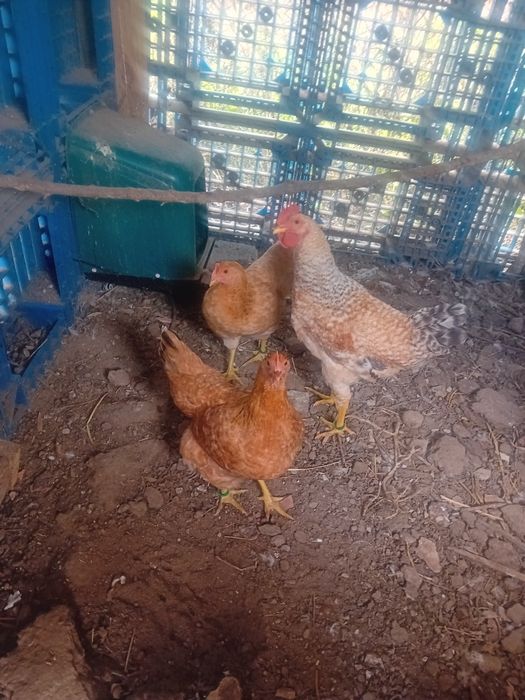 Frangos/ casais de várias raças