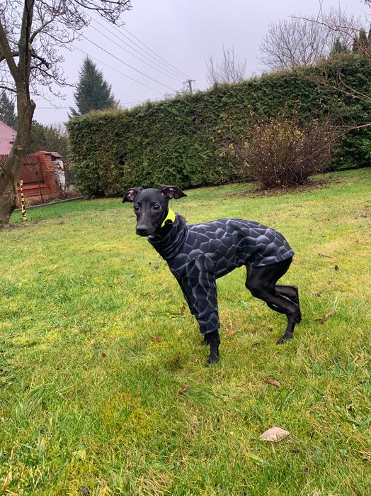 Charcik włoski*samczyk*ChartyJagi (FCI)