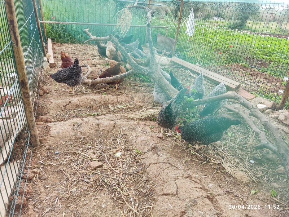 Ovos caseiros dos DIAS