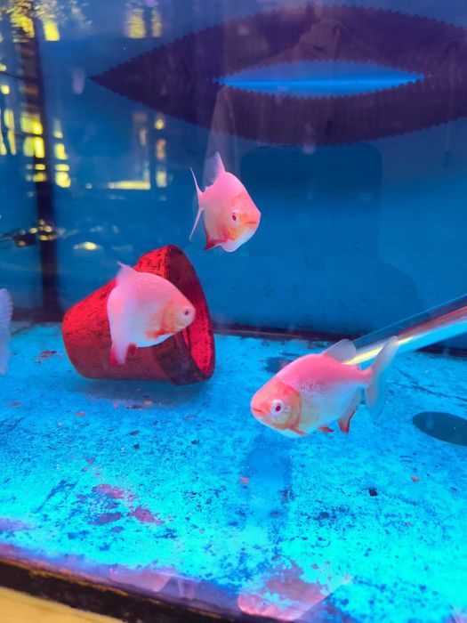 Pacu\Colossoma brachypomum ALBINO 8-12cm