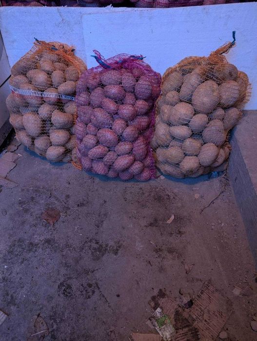 Ziemniaki Tajfun, Bellarossa, Jurek, 6zł / worek, Pątnów, Łódzkie