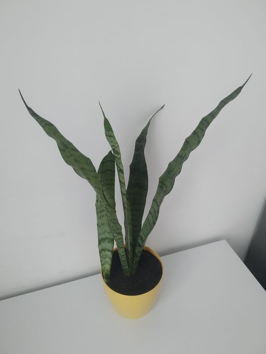Вазон сансевієрія , щучий хвіст