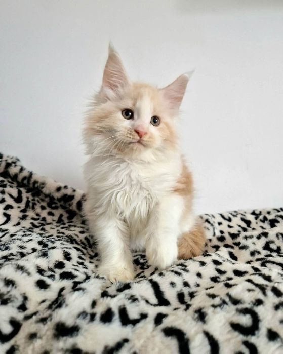 Maine Coon rodowód FPL odbiór pod koniec sierpnia