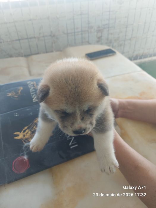 Akita inu japonês macho