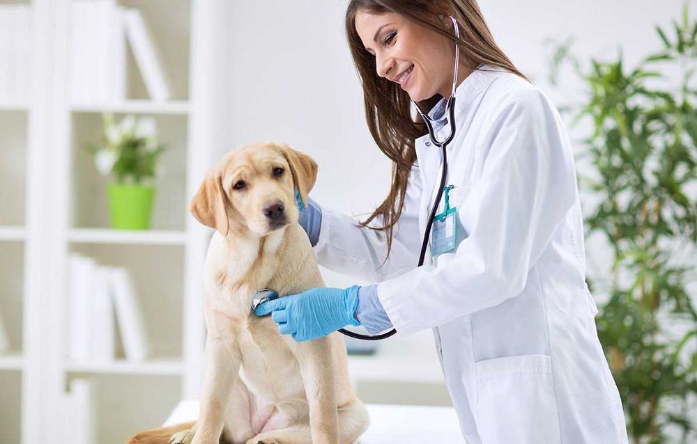 Продаж ветеринарної клініки, м. Одеса