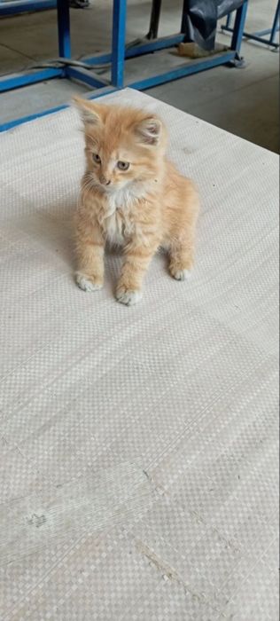 Рижий котик шукає дім 2 місяці