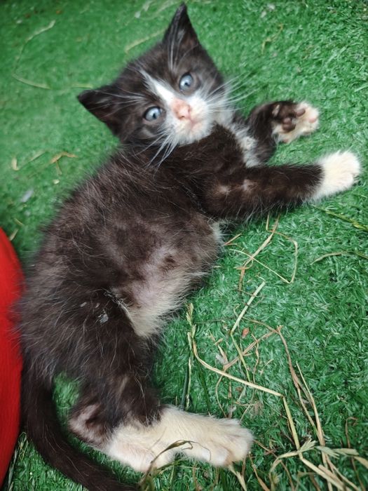 Kocięta szukają domów