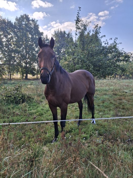 Koń 4 letni Wałach  wzrost163